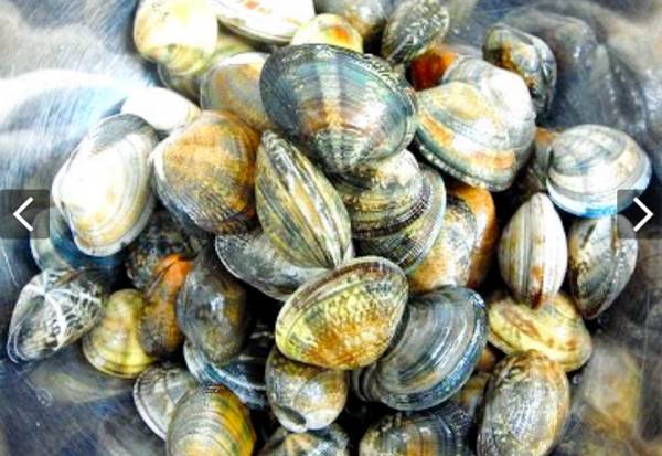 &OpenCurlyDoubleQuote;國鰻崛起&rdquo;之後，日本蛤蜊也成&OpenCurlyDoubleQuote;中國製造&rdquo;？日本網友：真香