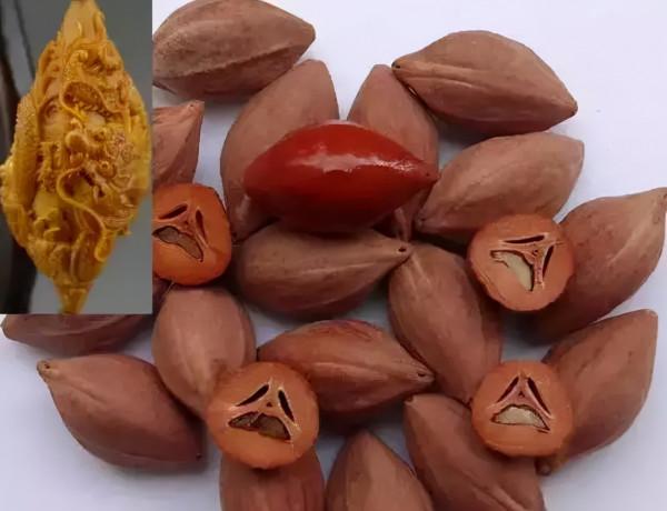 最珍貴的橄欖核 最珍貴的橄欖核