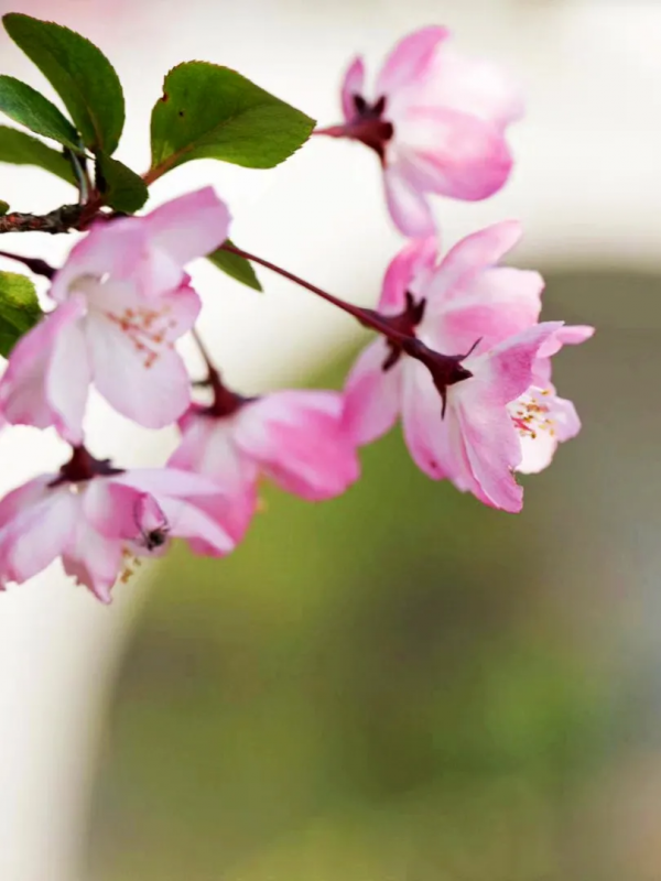 “荊”與“楚”的聯絡與區別 “荊”與“楚”的聯絡與區別