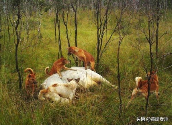 澳洲野狗:為了“重拾”狼的尊嚴,你看我有多努力 澳洲野狗:為了“重拾”狼的尊嚴,你看我有多努力