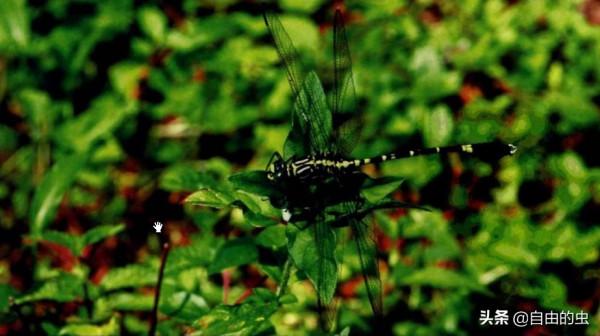 蜻蜓目之帕維長足春蜓