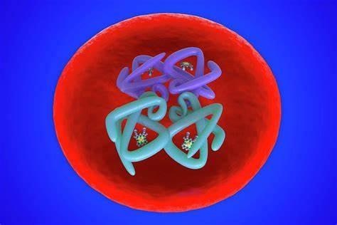 X醫生談血液 | 紅細胞真的是細胞嗎 X醫生談血液 | 紅細胞真的是細胞嗎