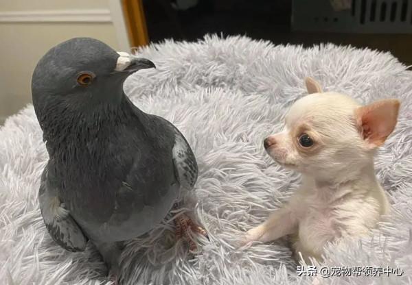 鴿子和狗狗靠在一起，模樣超幸福，其實它們不能飛，不能走...