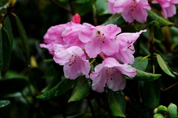 杜鵑花綻放，等你邀約