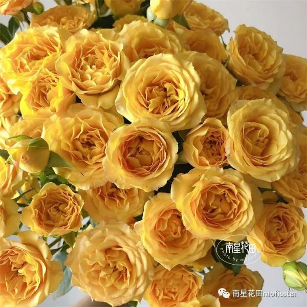 夢幻芭比多頭玫瑰 · 快樂的漣漪 夢幻芭比多頭玫瑰 · 快樂的漣漪