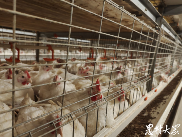 年可節約糧食720萬斤，他們要用最少的糧食產最多的雞肉