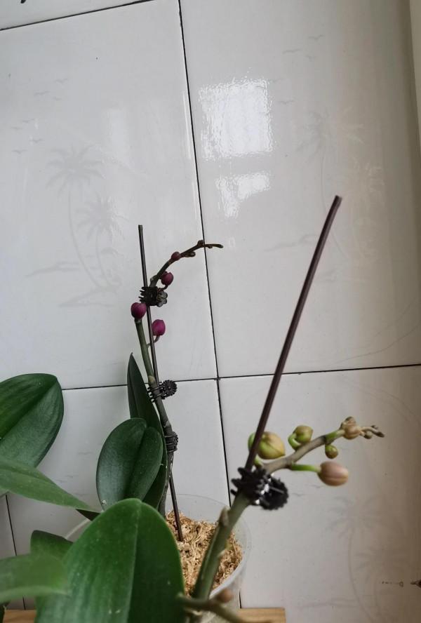 四顆出花劍了 四顆出花劍了