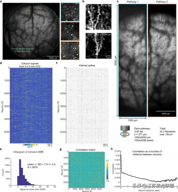 一款雙光子顯微鏡提供了前所未有的大腦成像能力 一款雙光子顯微鏡提供了前所未有的大腦成像能力
