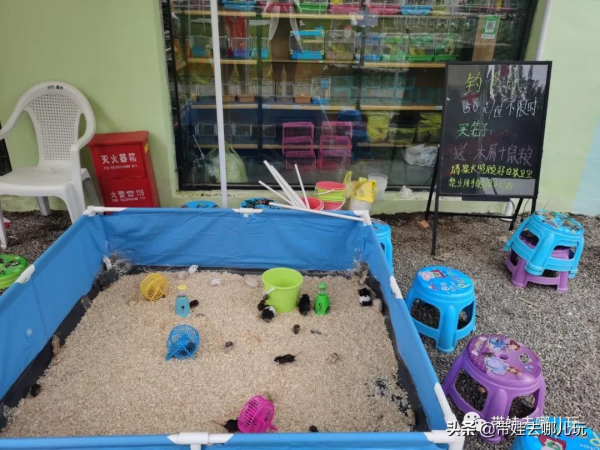 北京新開一家動物園,可以和老虎共進午餐 北京新開一家動物園,可以和老虎共進午餐