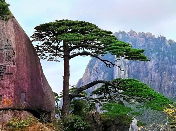 黃山迎客松