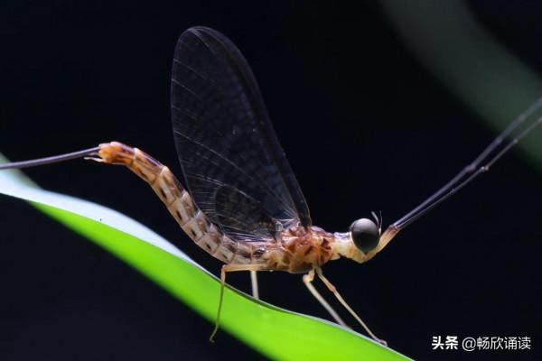 &OpenCurlyDoubleQuote;寄蜉蝣於天地&rdquo;，蜉蝣，是什麼呢？