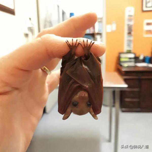 又想騙我養只萌寵：被惹毛的鱷魚，好凶