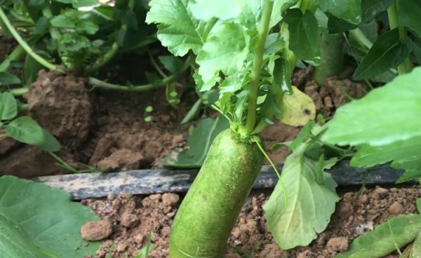 蘿蔔產量高不高,看看播種方法就知道,農戶以後要注意 蘿蔔產量高不高,看看播種方法就知道,農戶以後要注意