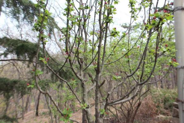 八種花,養成老樁最“旺家”,開花倍有精神氣兒 八種花,養成老樁最“旺家”,開花倍有精神氣兒