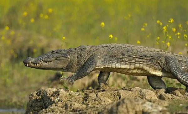 鱷魚好圖大雜燴 鱷魚好圖大雜燴