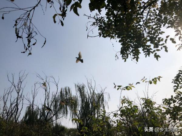 2022壬寅年，老話說：“壬寅過林虎，恐驚西南猴”，是啥意思？