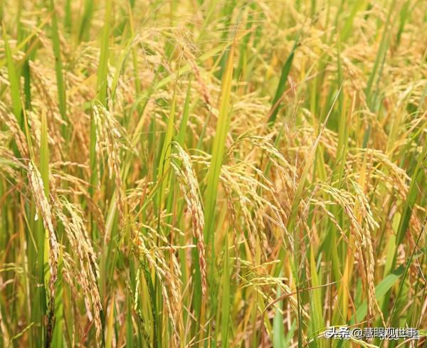 集體化時期人們大面積種植的作物:2、玉米 集體化時期人們大面積種植的作物:2、玉米