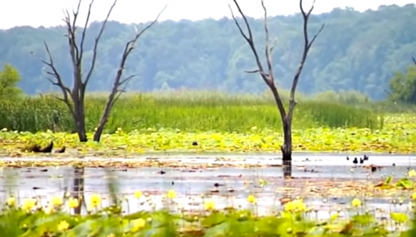 美國男子在湖中意外身亡,警方定案:被鱷魚吃了,17年後妻友被捕 美國男子在湖中意外身亡,警方定案:被鱷魚吃了,17年後妻友被捕