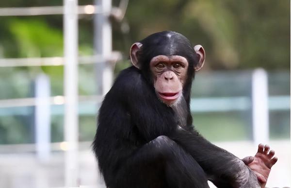 1984年，美國女嬰為活命移植狒狒心臟，手術成功21天后仍然離世