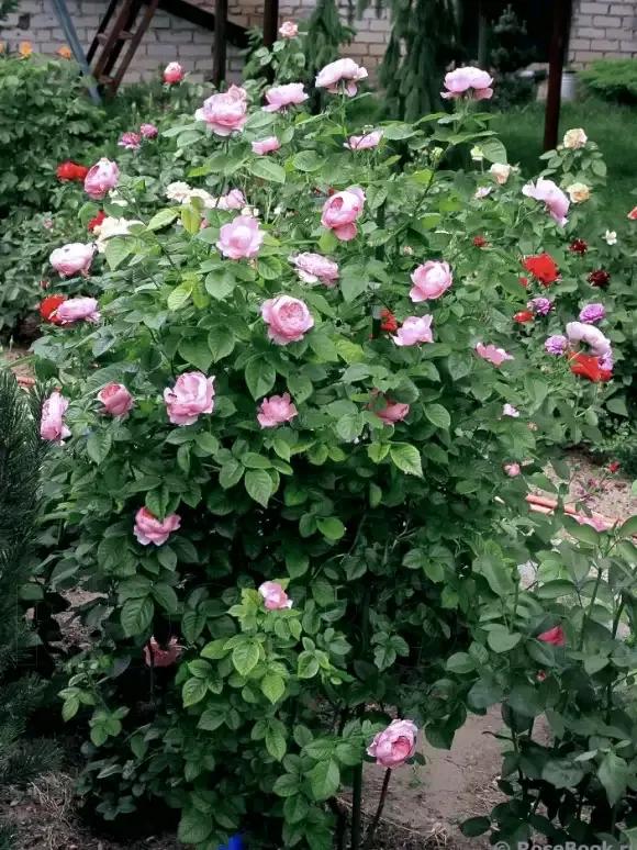 月季品種裡，據有牡丹月季之稱的6個品種，爭奇鬥豔，美不勝收