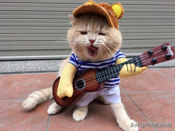 為啥叫貓“主子”？看了他的臉你就明白了