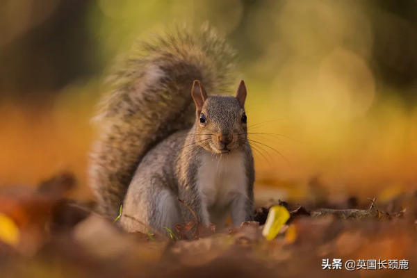 你還記得深秋英國的樣子嗎?若你還在,與你共享 你還記得深秋英國的樣子嗎?若你還在,與你共享