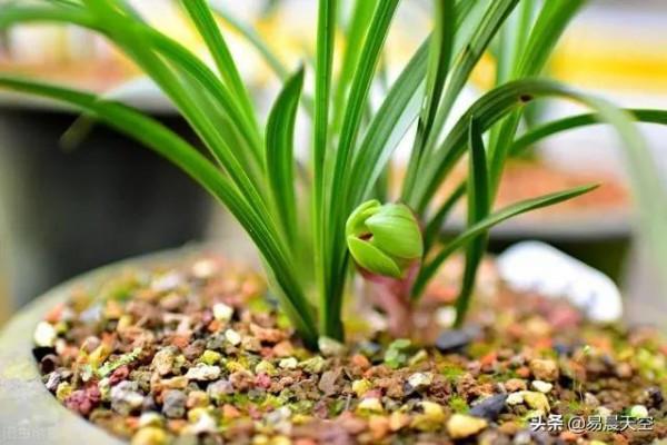 蘭花如何澆水?一年四季澆水要點分享 蘭花如何澆水?一年四季澆水要點分享