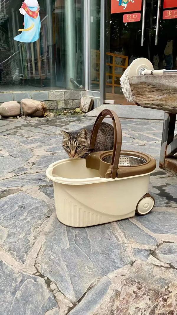 小貓咪也怕被“搶飯碗”嗎? 小貓咪也怕被“搶飯碗”嗎?