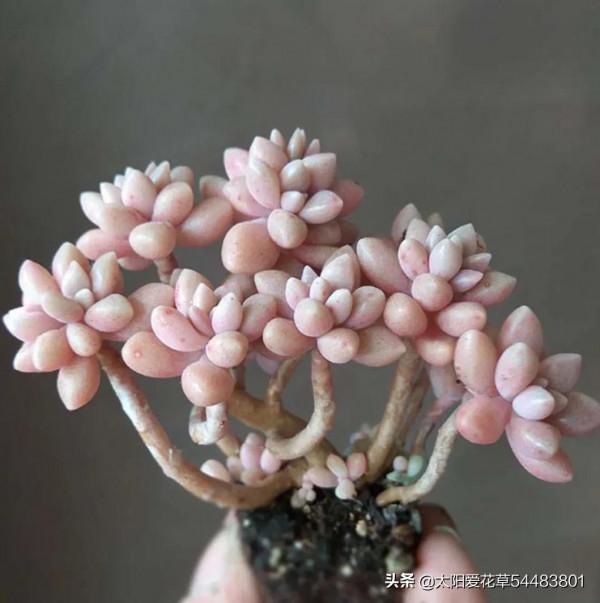 4種多肉愛爆側芽,養成手捧花,美得不要不要的 4種多肉愛爆側芽,養成手捧花,美得不要不要的