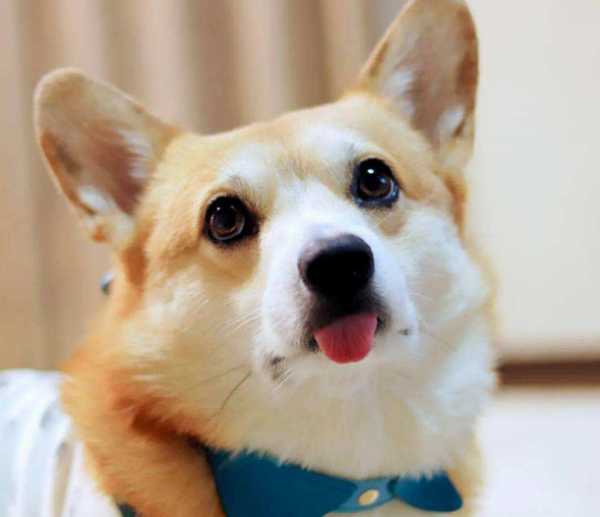 “時日不多”的柯基犬，都有這些特徵，你注意到了嗎？