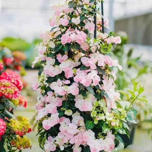 爬成花牆的繡球，長個一米沒問題，還能打造心儀造型