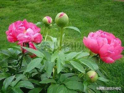 漂亮的芍藥花欣賞