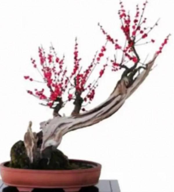 分享~~~小盆景 大世界 小巧玲瓏 精美絕倫 冬日裡一抹紅 美醉啦