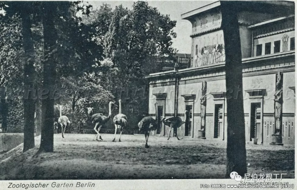 沒救了，燉了吧：二戰中的德國柏林動物園