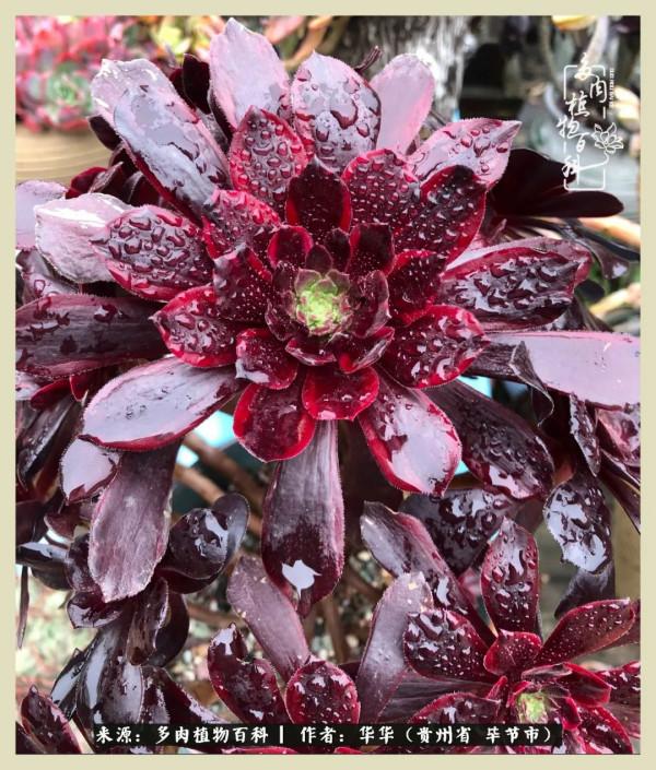 我的造園之夢：鮮花、多肉、錦鯉，這才是樓頂花園該有的樣子