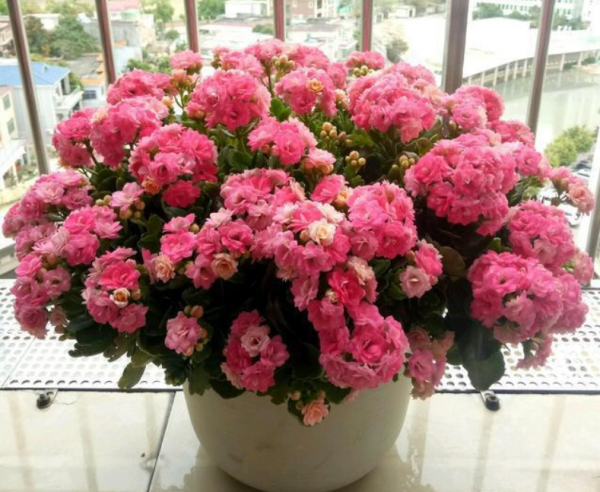 6種&OpenCurlyDoubleQuote;潛力花&rdquo;，小苗不起眼，養成老樁漂亮&OpenCurlyDoubleQuote;精貴&rdquo;，越養越值錢