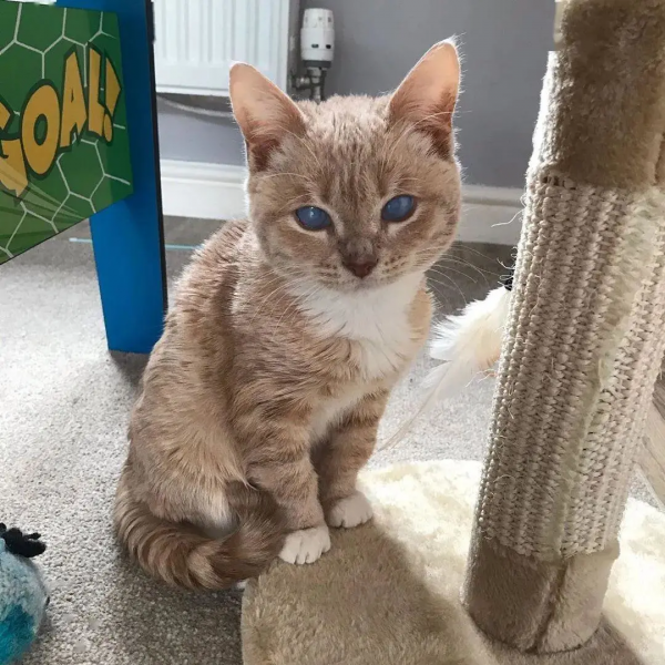 長了一雙風暴之眼的侏儒貓咪，命運多舛，幸得善終