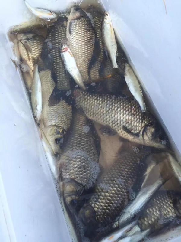 老釣魚人強力推薦秋冬這幾款中草藥釣餌,製作簡單,上魚高效 老釣魚人強力推薦秋冬這幾款中草藥釣餌,製作簡單,上魚高效