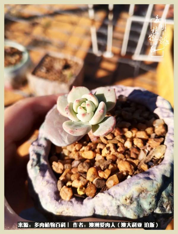 多肉變胖純屬正常,我的變胖卻是工傷 多肉變胖純屬正常,我的變胖卻是工傷