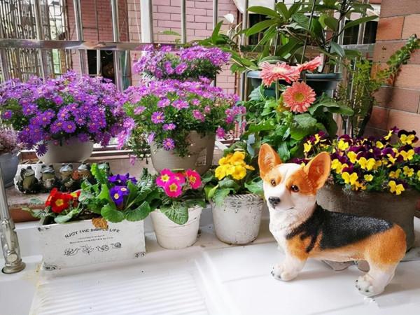 室內養花有講究，不同的花卉要擺放在不同的區域，擺錯了很難養好