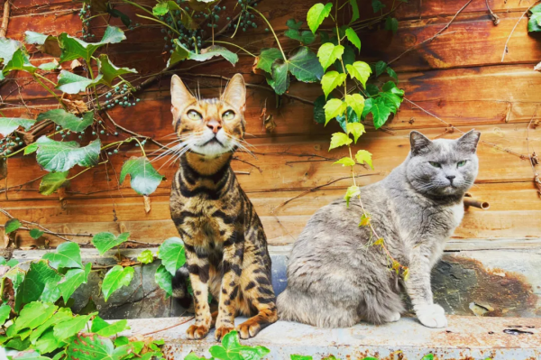 盤點 | 小貓咪那些奇奇怪怪的“酸角”關係