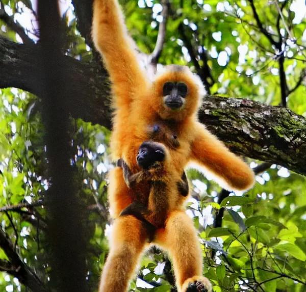 同住地球村，我們是一家人，中國野生保護動物（1）