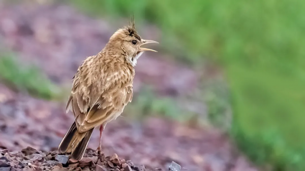 「山西鳥類圖鑑」| 鳳頭百靈