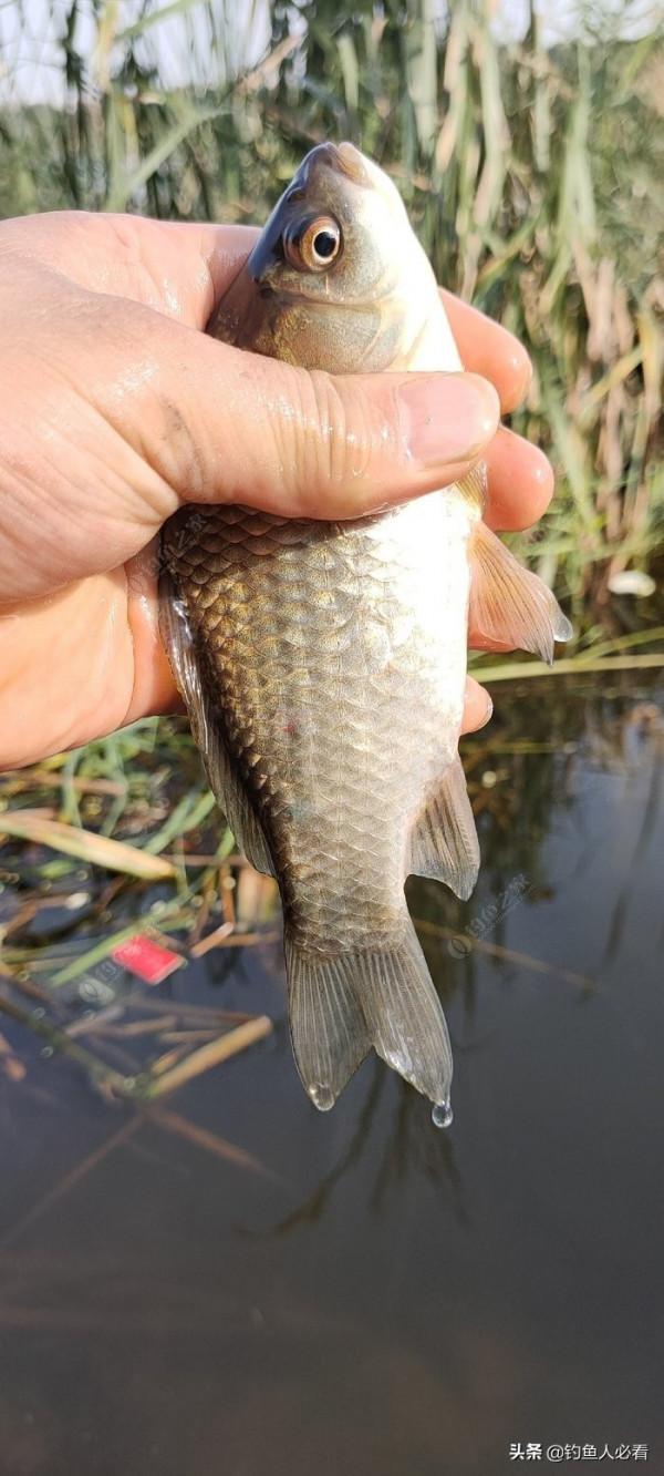 秋末時節野釣鯽魚,為何掛麥粒可以連竿 秋末時節野釣鯽魚,為何掛麥粒可以連竿