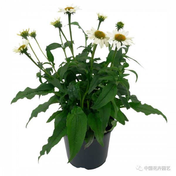 松果菊“波利綵球”極具市場潛力與競爭力 | 新品