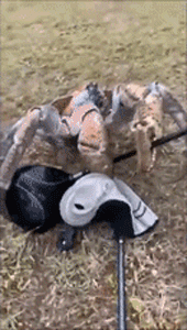 手掌大的飛蛾、比汽車高的鹿，這些東西比你想象的要大很多