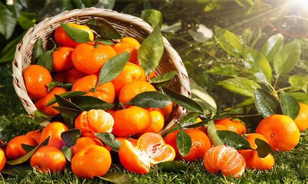 廣東省十大特產 廣東省十大特產