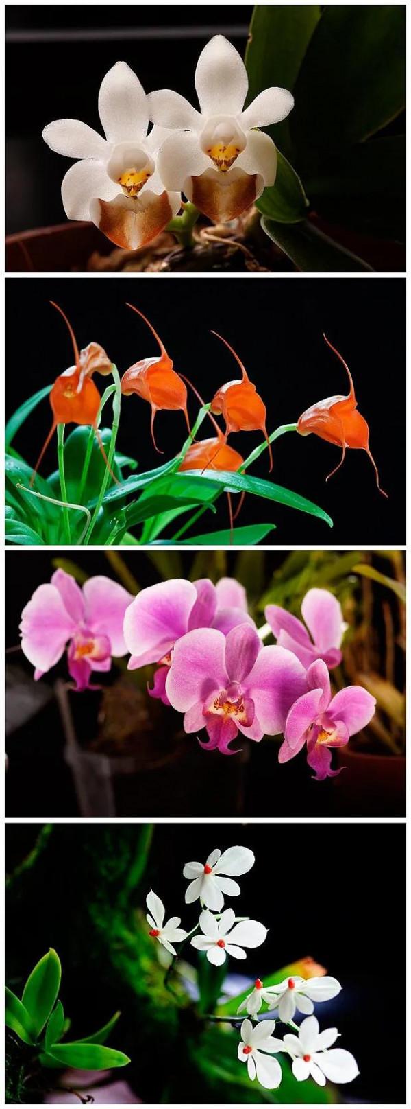 分享——高雅多姿的蝴蝶蘭
