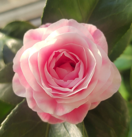 3種花“名聲差”，但養起來是真“上癮”，越養開花越多