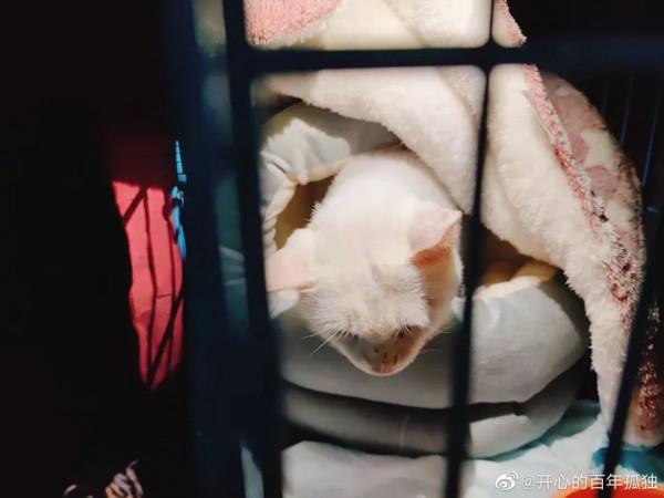 復旦師生餵了8年的流浪貓,在領養前夜被虐殺了 復旦師生餵了8年的流浪貓,在領養前夜被虐殺了